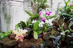 Orchids.jpg